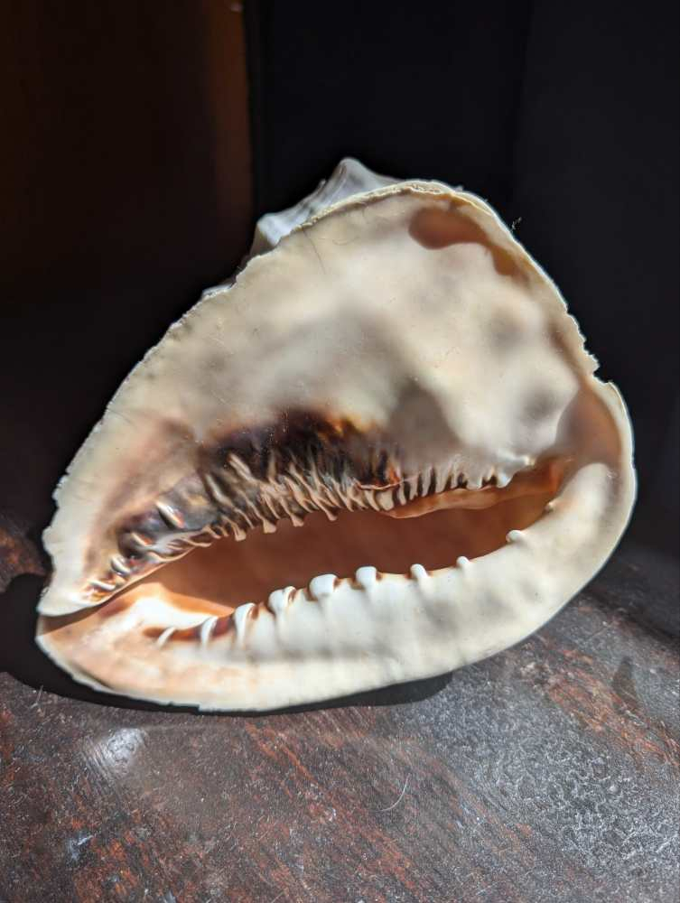 Large Cassis Cornuta Shell