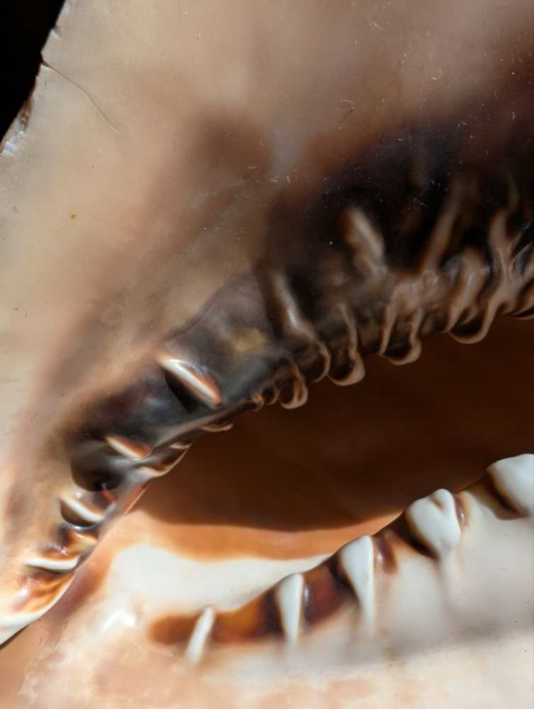 Large Cassis Cornuta Shell - Image 7