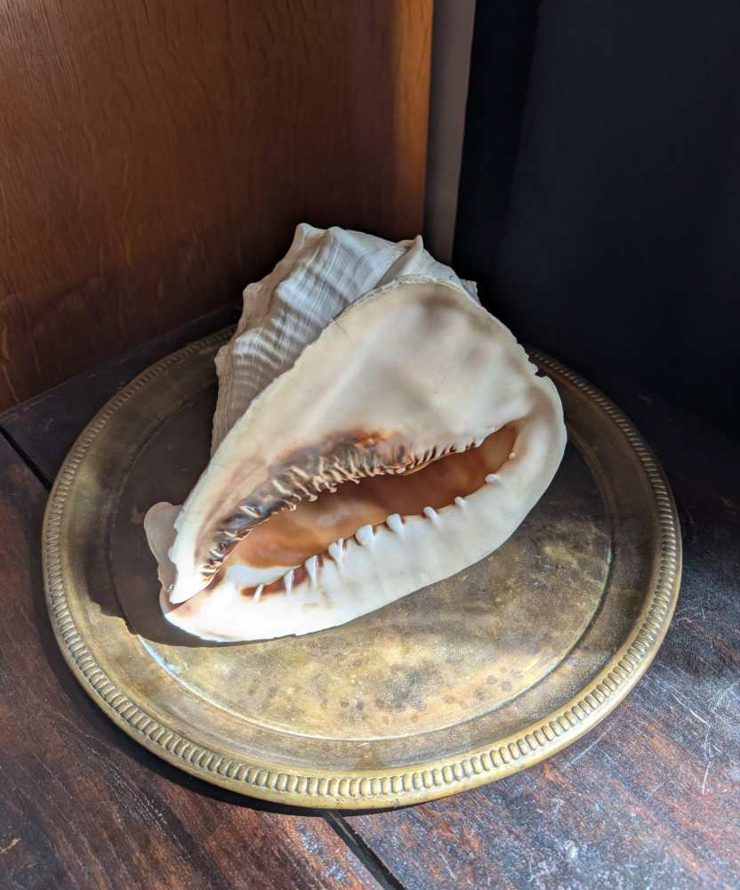 Large Cassis Cornuta Shell - Image 11