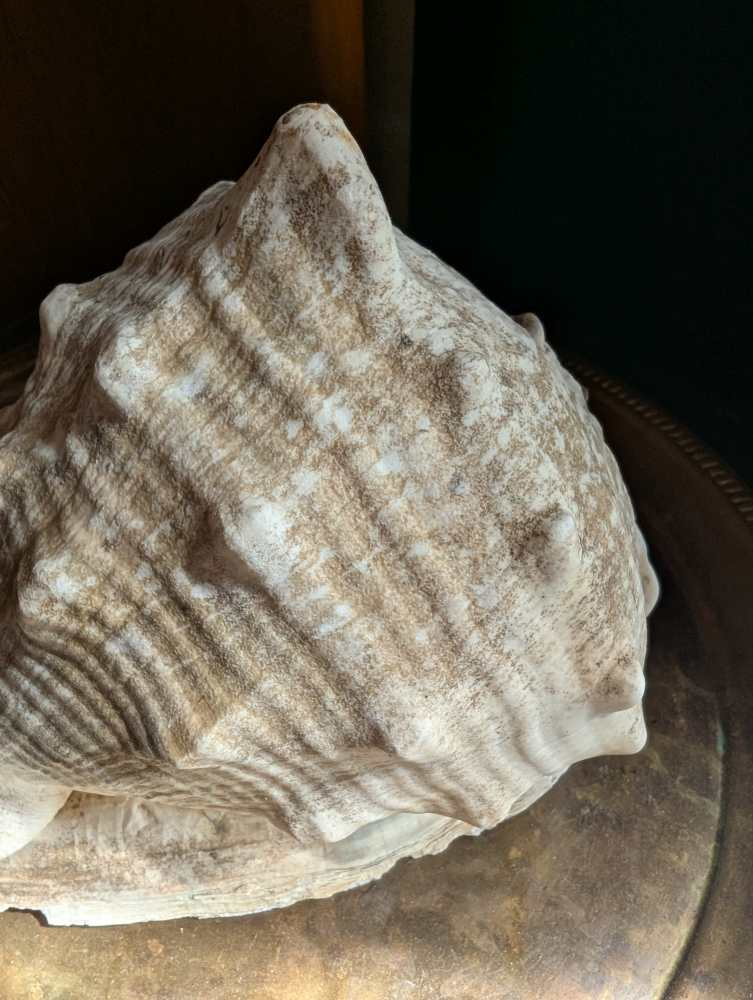 Large Cassis Cornuta Shell - Image 5