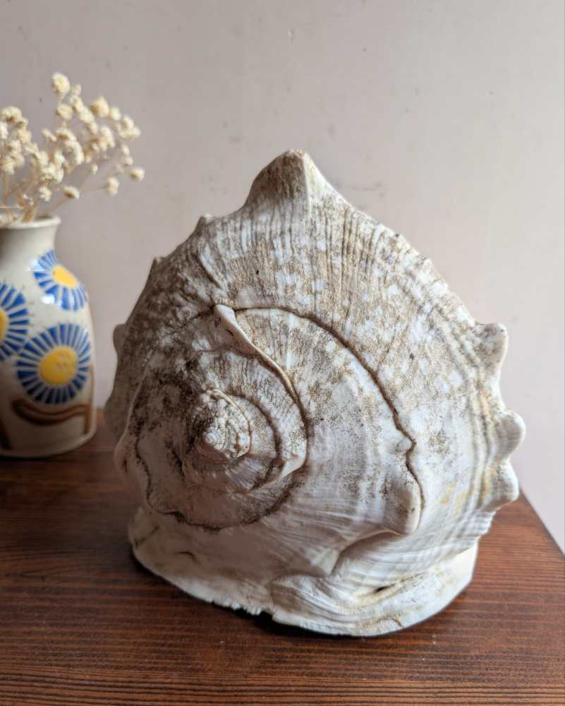 Large Cassis Cornuta Shell - Image 2