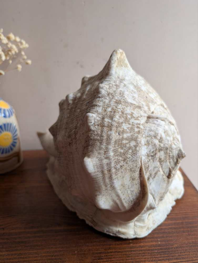 Large Cassis Cornuta Shell - Image 4