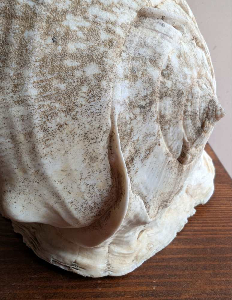 Large Cassis Cornuta Shell - Image 10