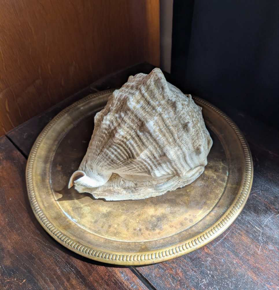 Large Cassis Cornuta Shell - Image 8