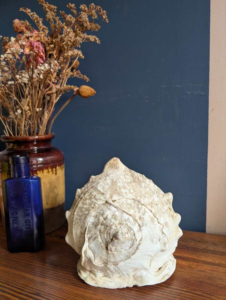 Large Cassis Cornuta Shell - Image 3