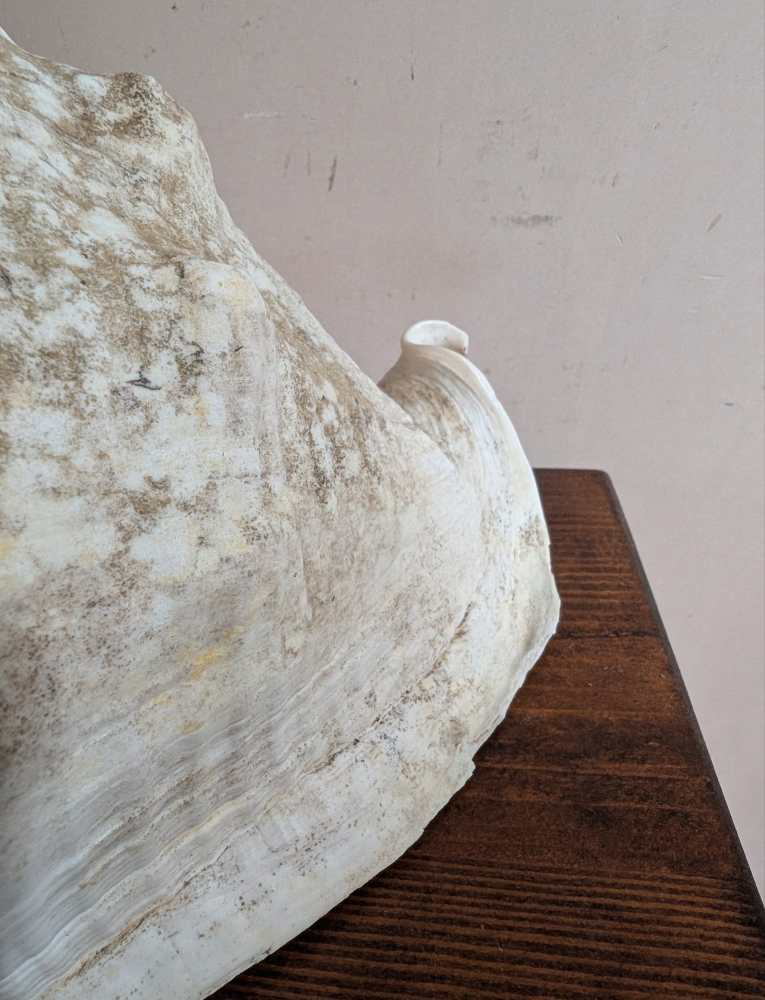 Large Cassis Cornuta Shell - Image 9
