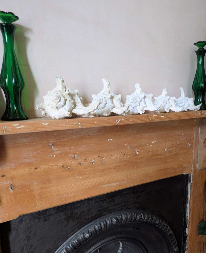 Family of five vintage Ramosus Murex seashells - Image 2