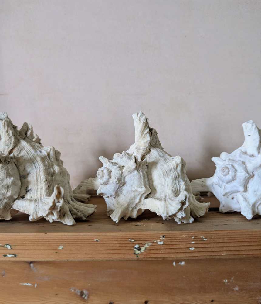 Family of five vintage Ramosus Murex seashells - Image 3