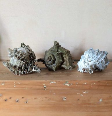 Trio of vintage seashells