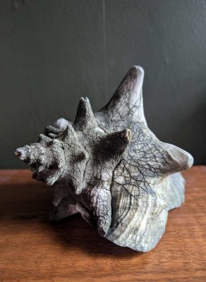 Large antique Queen Conch
