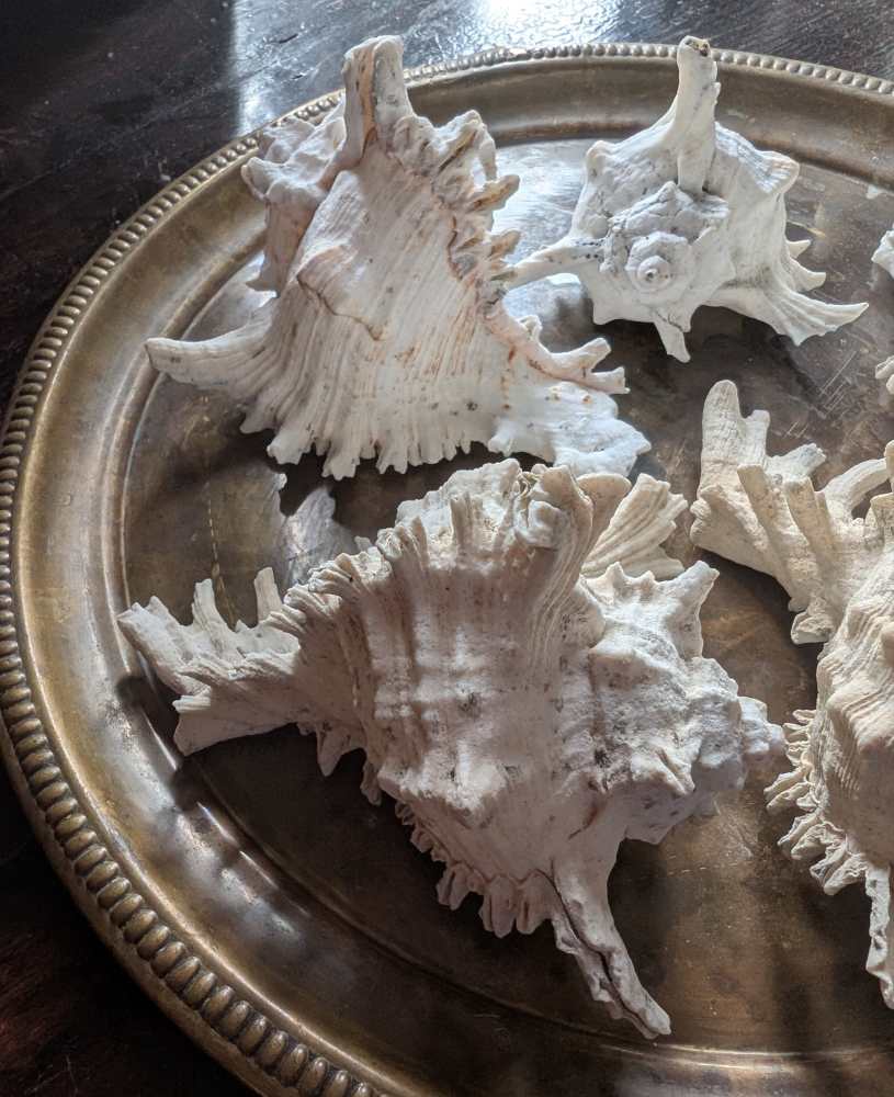 Family of five vintage Ramosus Murex seashells - Image 10