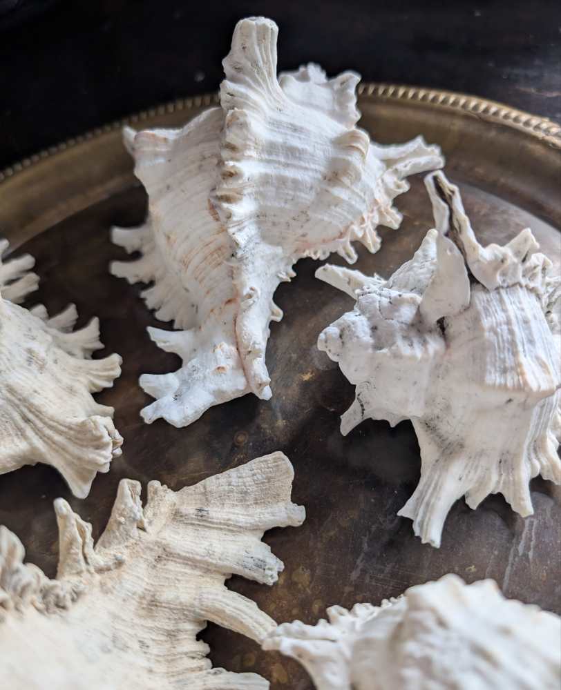 Family of five vintage Ramosus Murex seashells - Image 7
