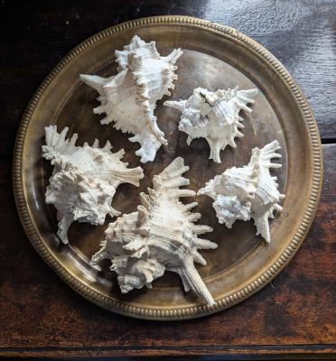 Family of five vintage Ramosus Murex seashells