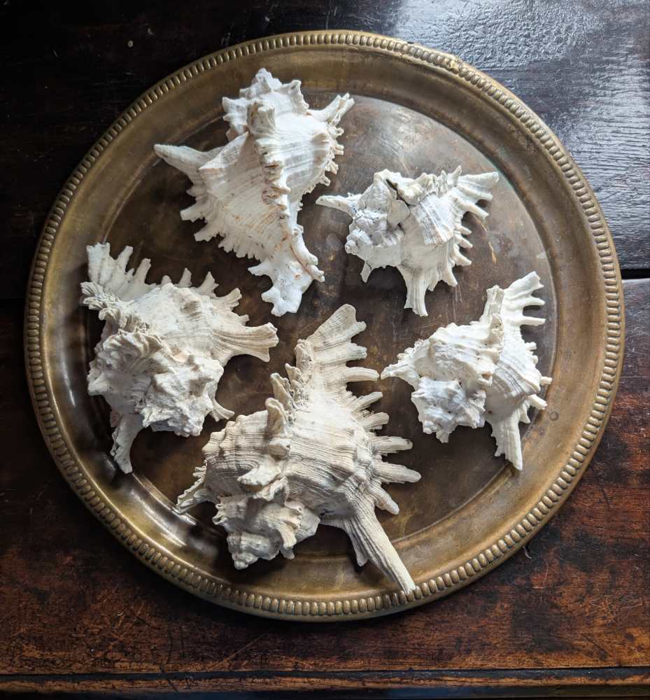 Family of five vintage Ramosus Murex seashells