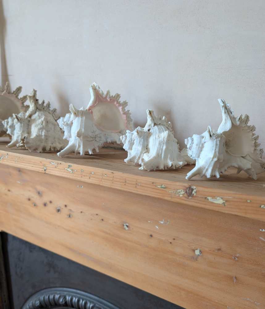Family of five vintage Ramosus Murex seashells - Image 4