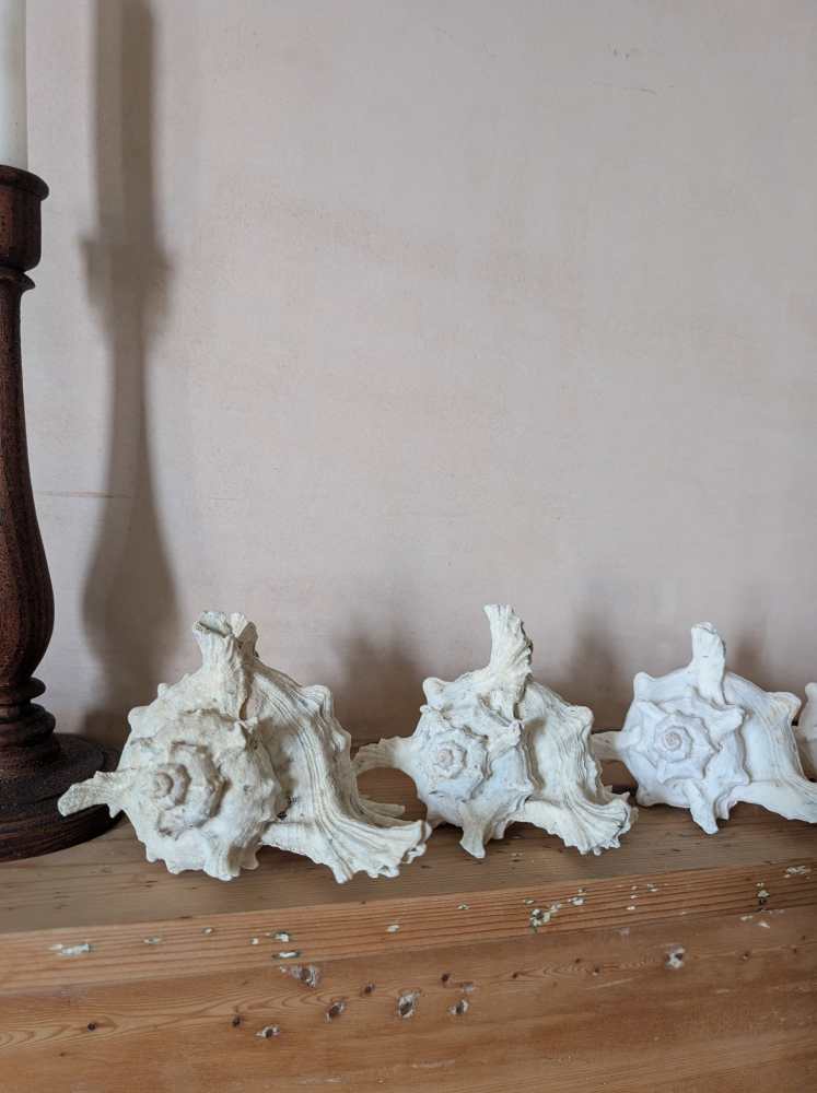 Family of five vintage Ramosus Murex seashells - Image 6