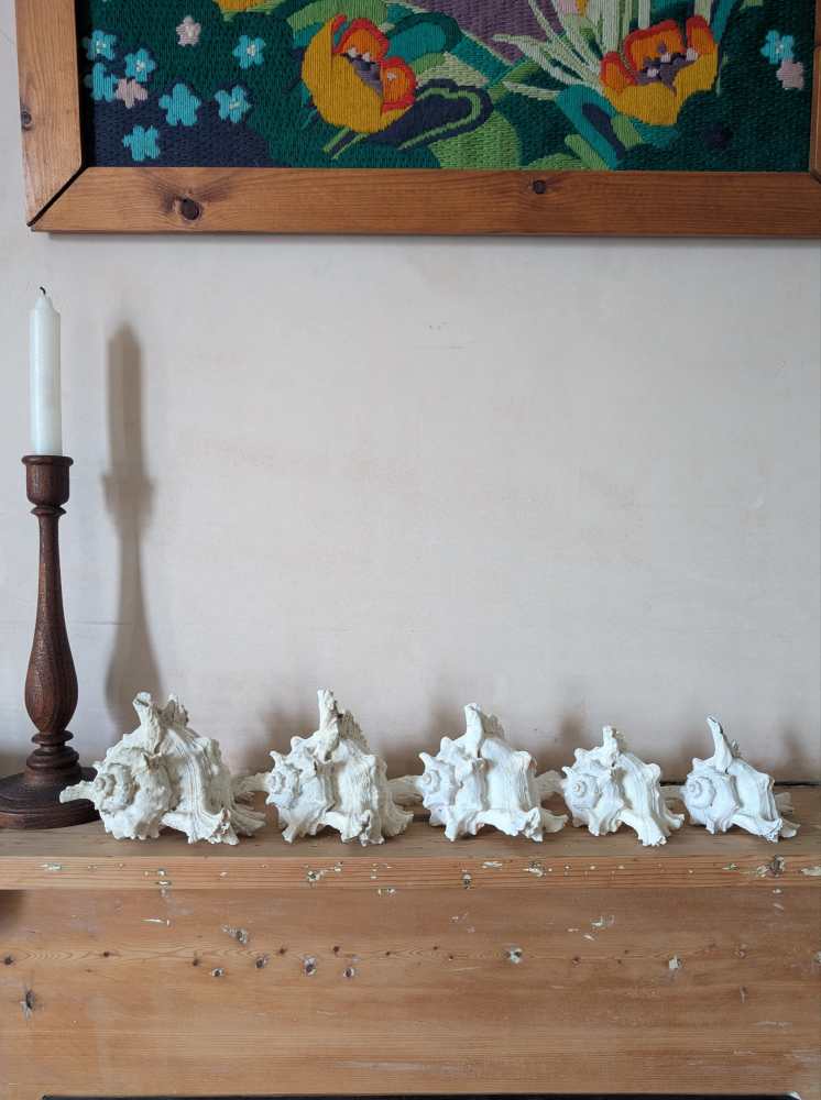 Family of five vintage Ramosus Murex seashells - Image 5