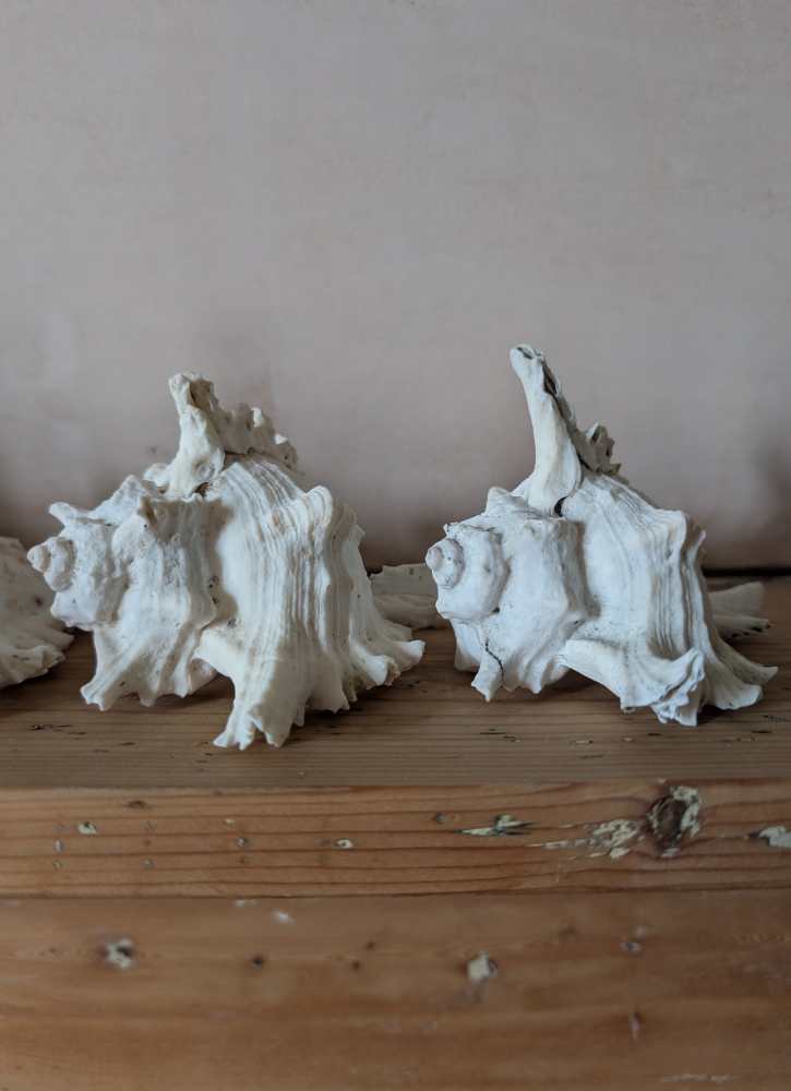 Family of five vintage Ramosus Murex seashells - Image 13