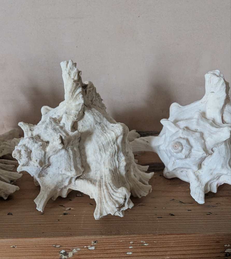 Family of five vintage Ramosus Murex seashells - Image 8