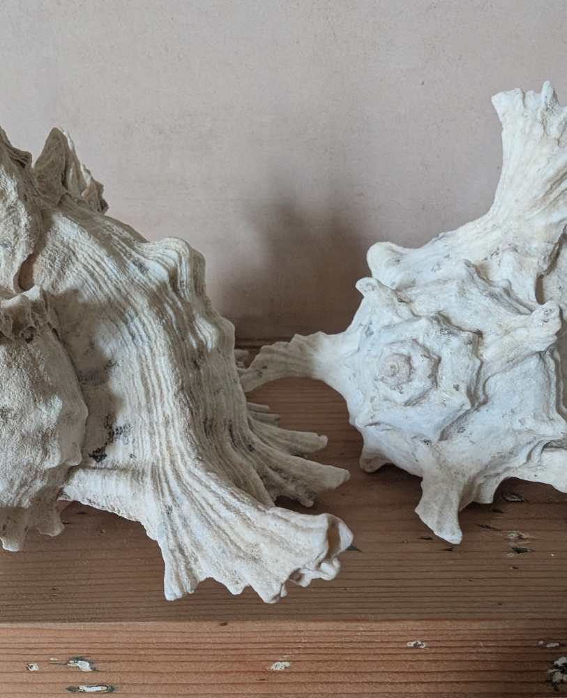Family of five vintage Ramosus Murex seashells - Image 12