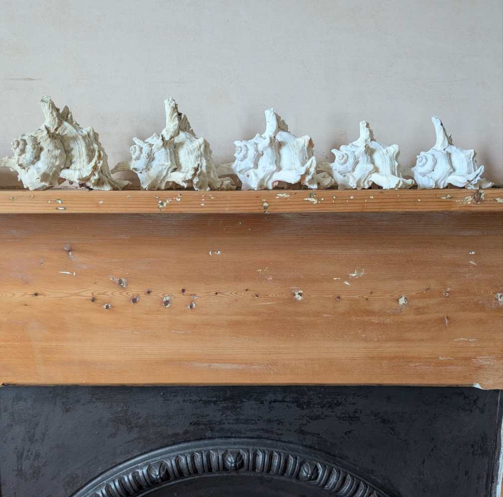 Family of five vintage Ramosus Murex seashells - Image 11