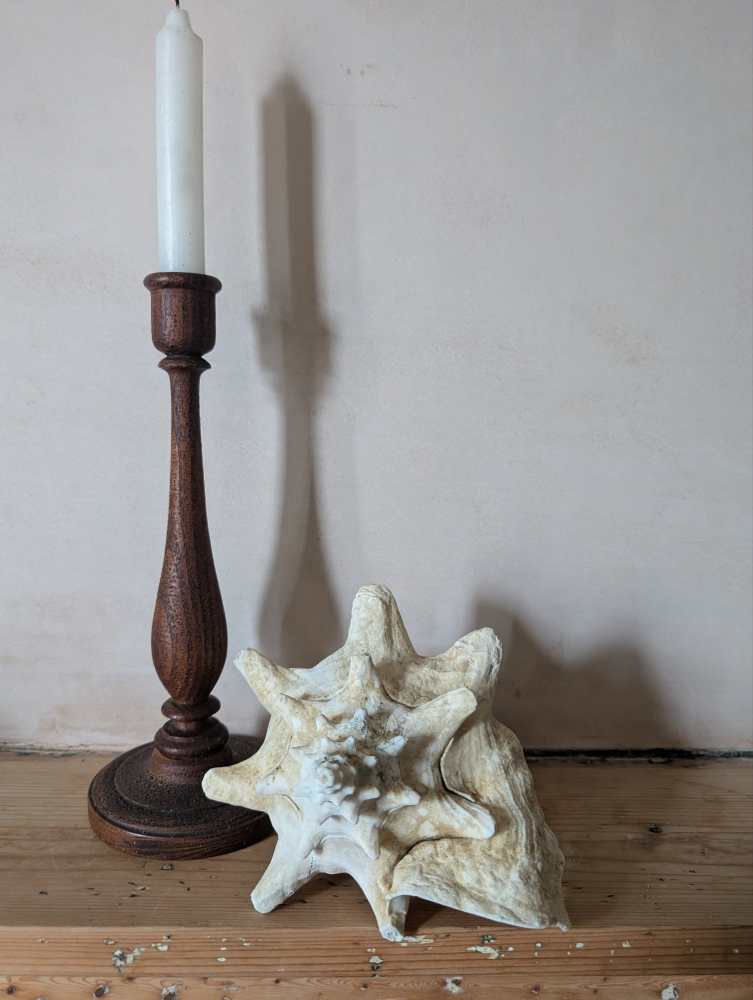 Large antique pale Queen Conch - Image 3