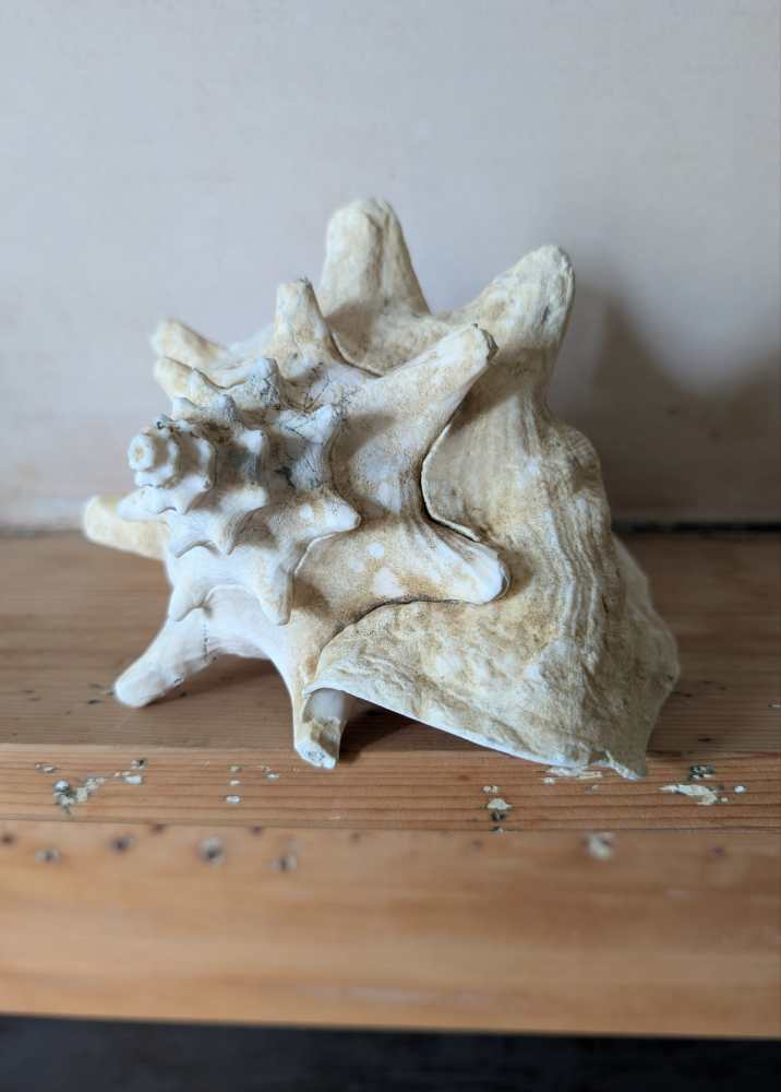 Large antique pale Queen Conch - Image 12