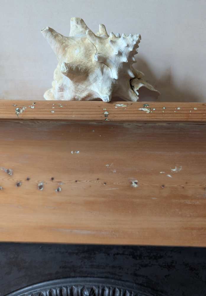 Large antique pale Queen Conch - Image 10