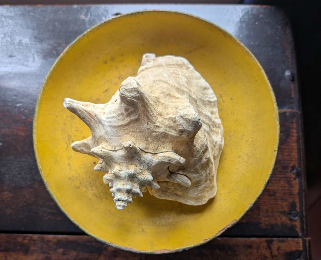 Large antique pale Queen Conch - Image 8