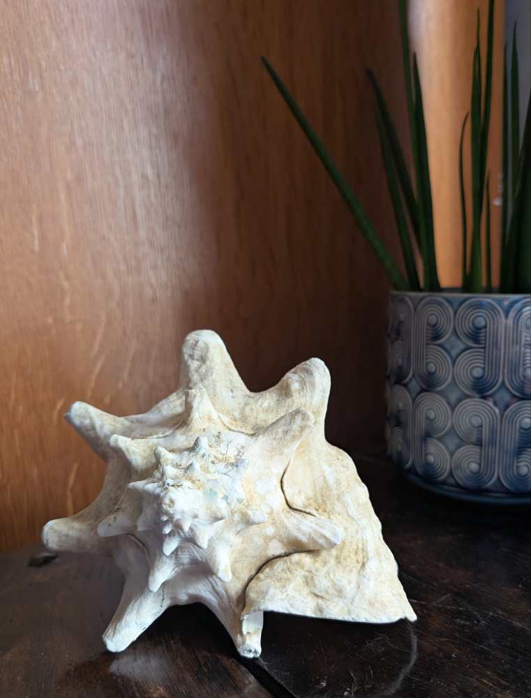 Large antique pale Queen Conch - Image 5