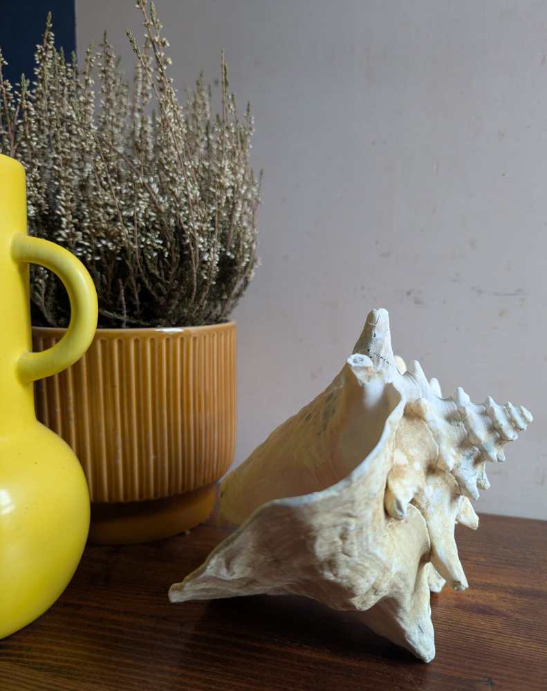 Large antique pale Queen Conch - Image 11