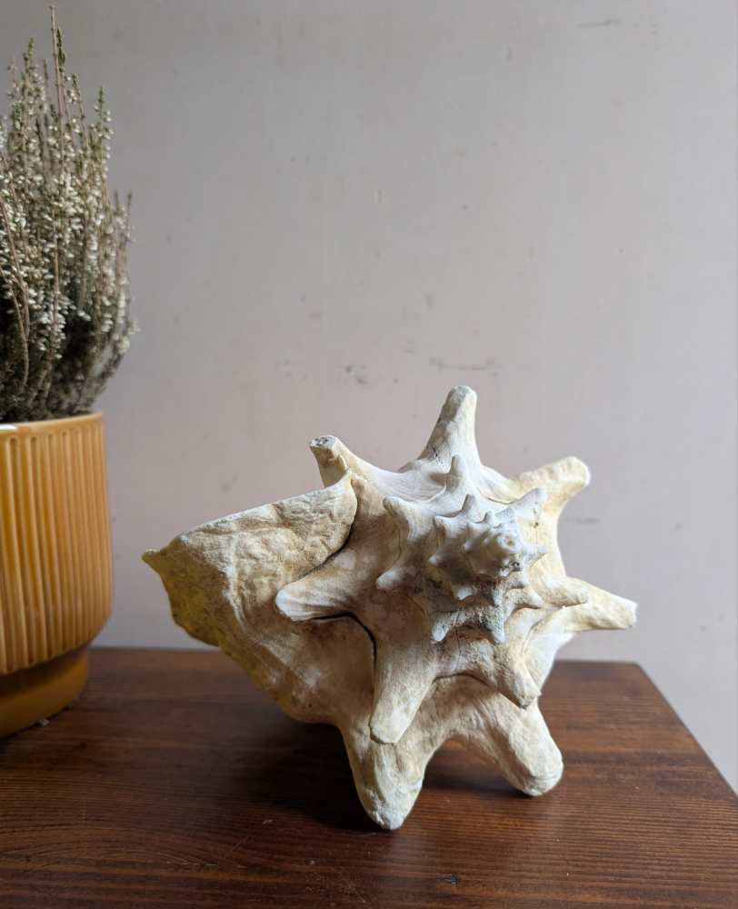 Large antique pale Queen Conch