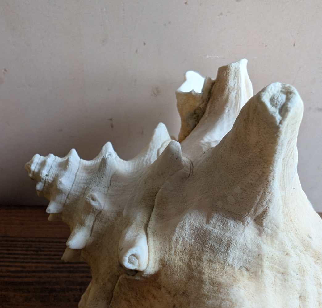 Large antique pale Queen Conch - Image 4