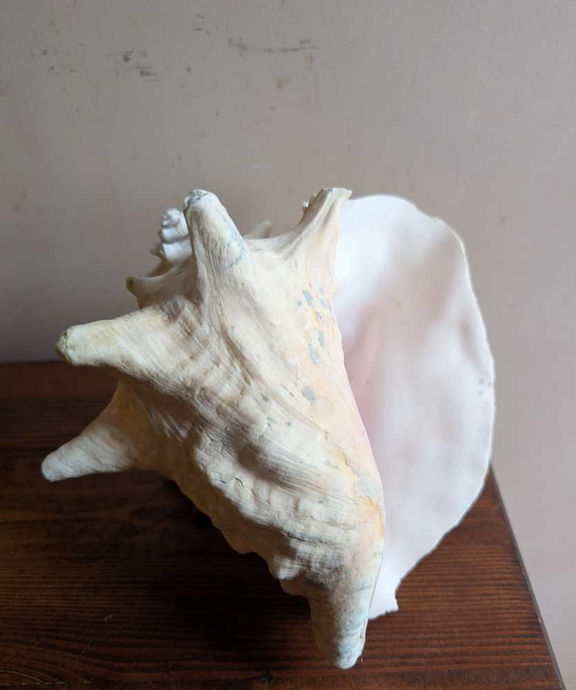Large antique pale Queen Conch - Image 6