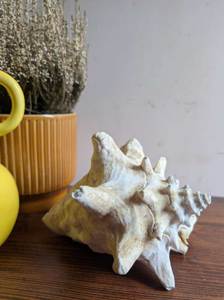 Large antique pale Queen Conch - Image 2