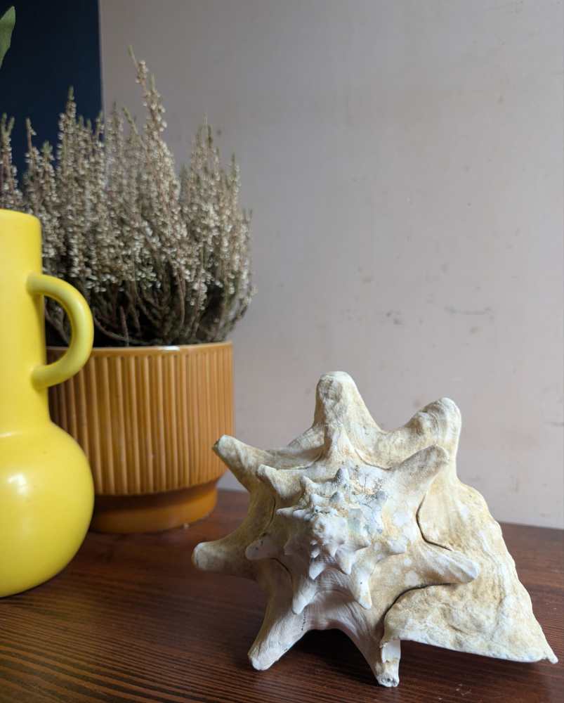 Large antique pale Queen Conch - Image 9