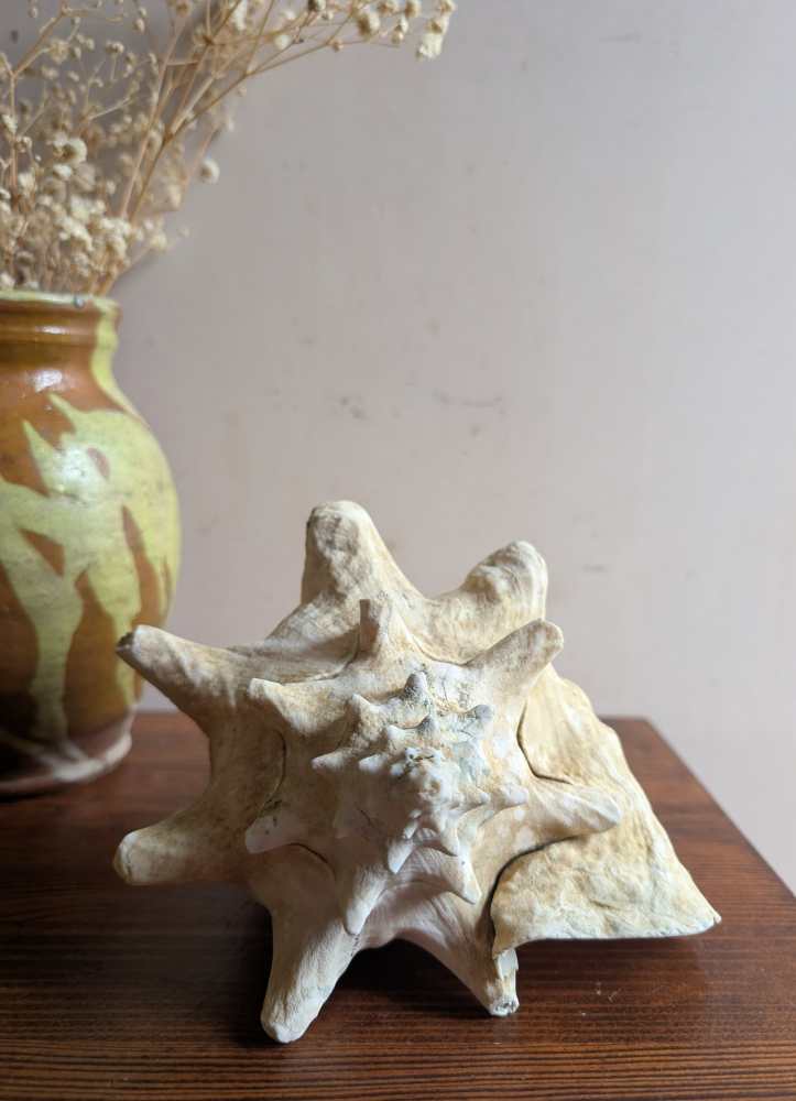 Large antique pale Queen Conch - Image 7