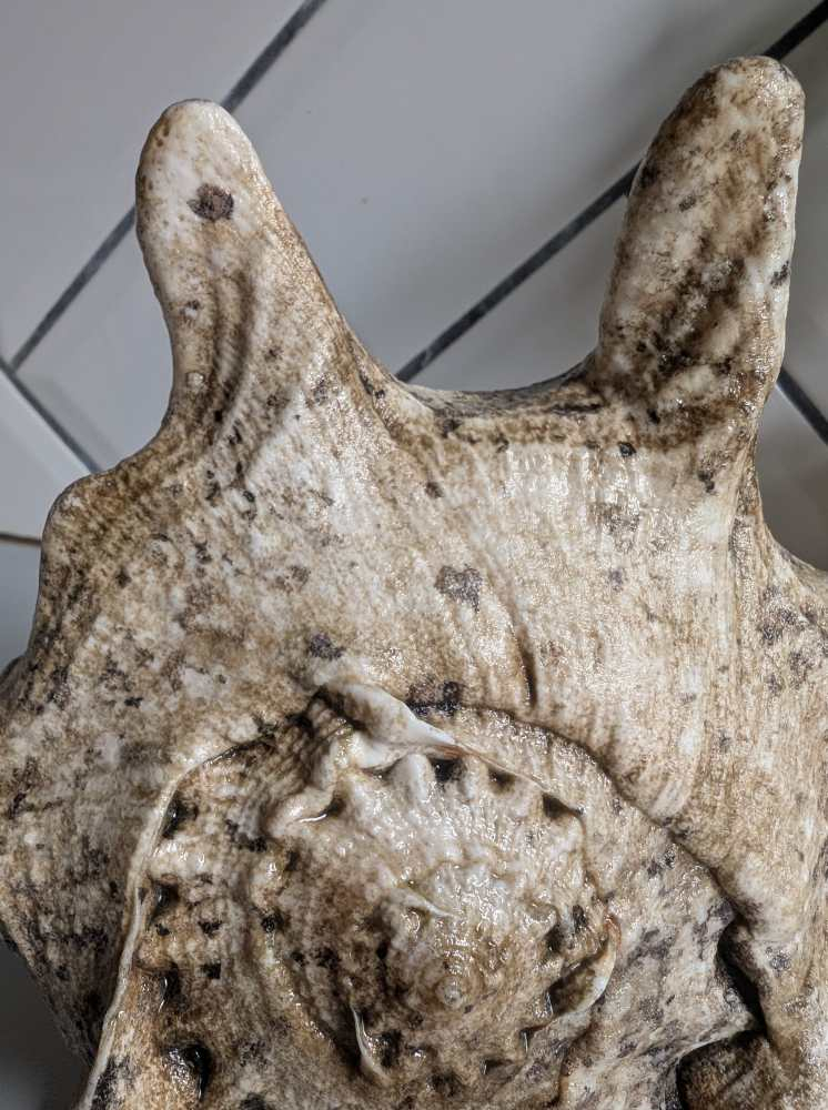 Large vintage horned Queen Conch - Image 11