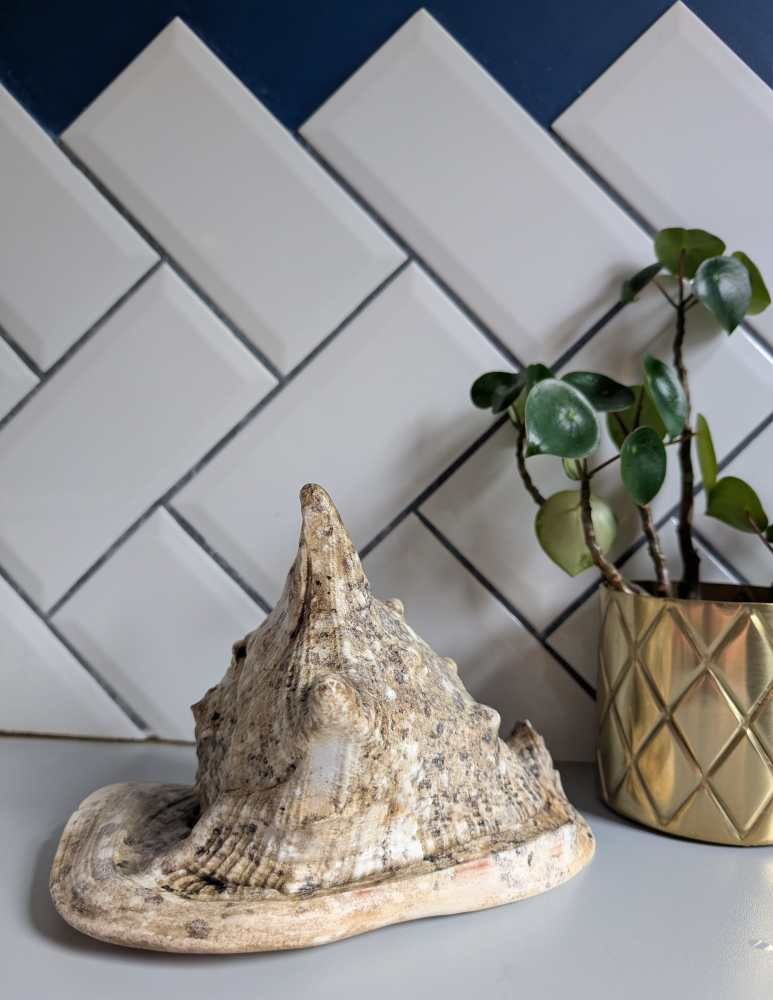 Large vintage horned Queen Conch - Image 8