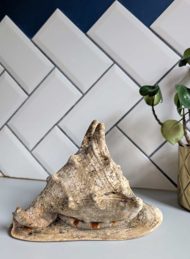 Large vintage horned Queen Conch - Image 3