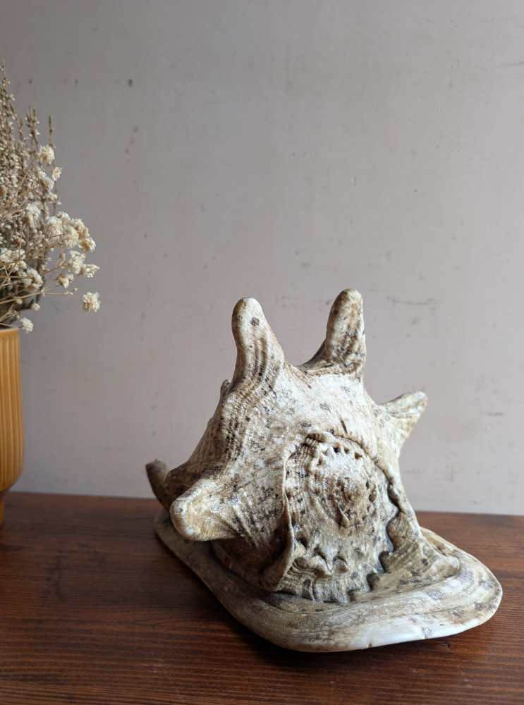 Large vintage horned Queen Conch - Image 2
