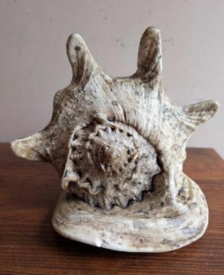 Large vintage horned Queen Conch