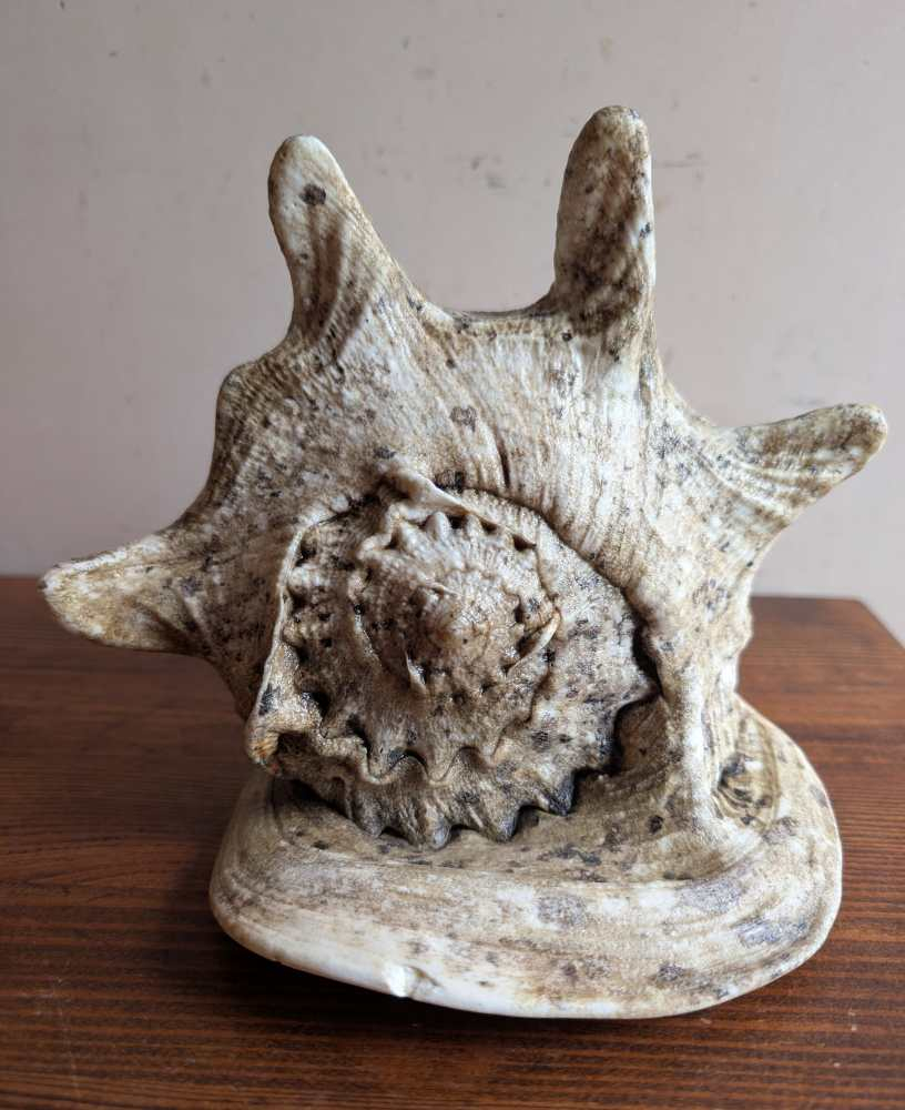 Large vintage horned Queen Conch