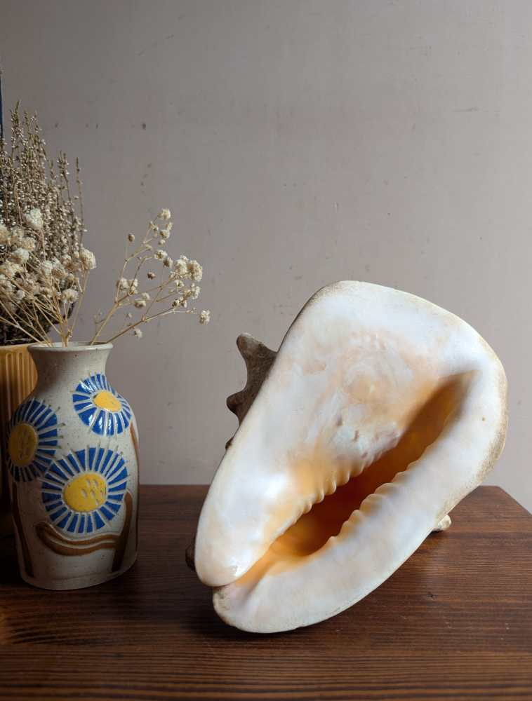 Large vintage horned Queen Conch - Image 4
