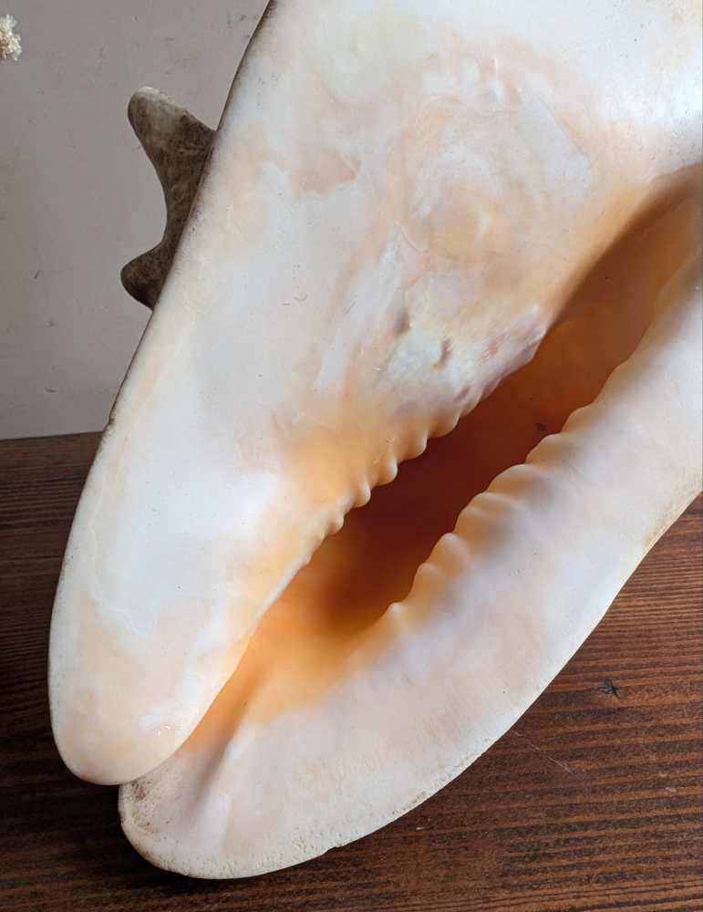 Large vintage horned Queen Conch - Image 9