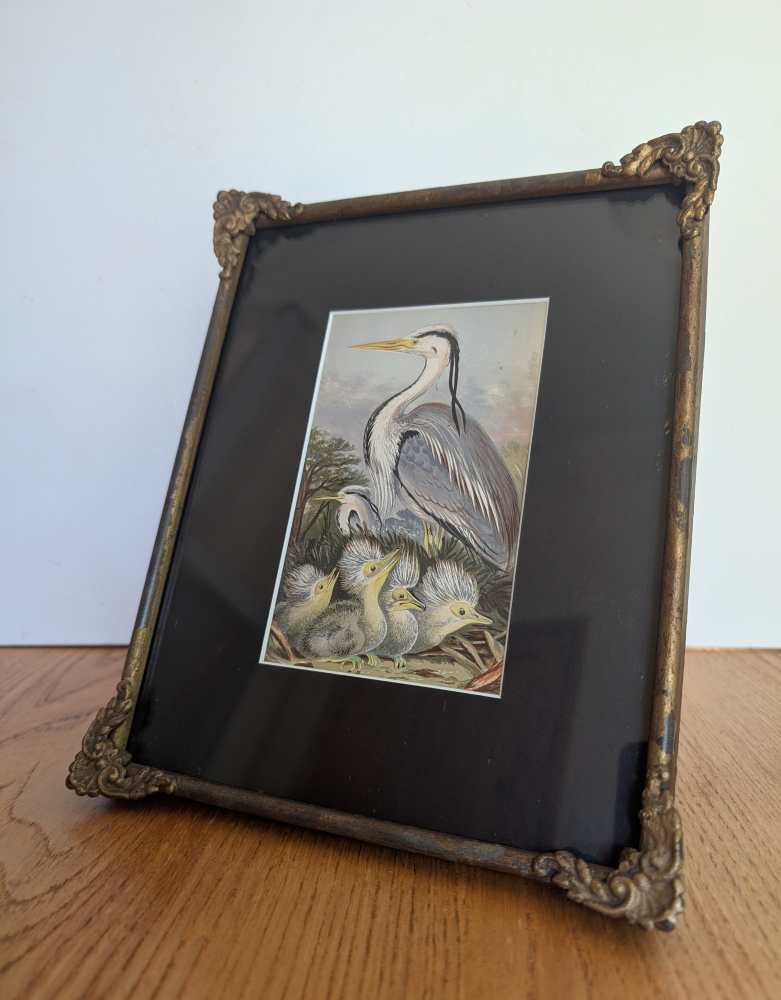 Heron and chicks, 1860s illustration in antique frame - Image 6
