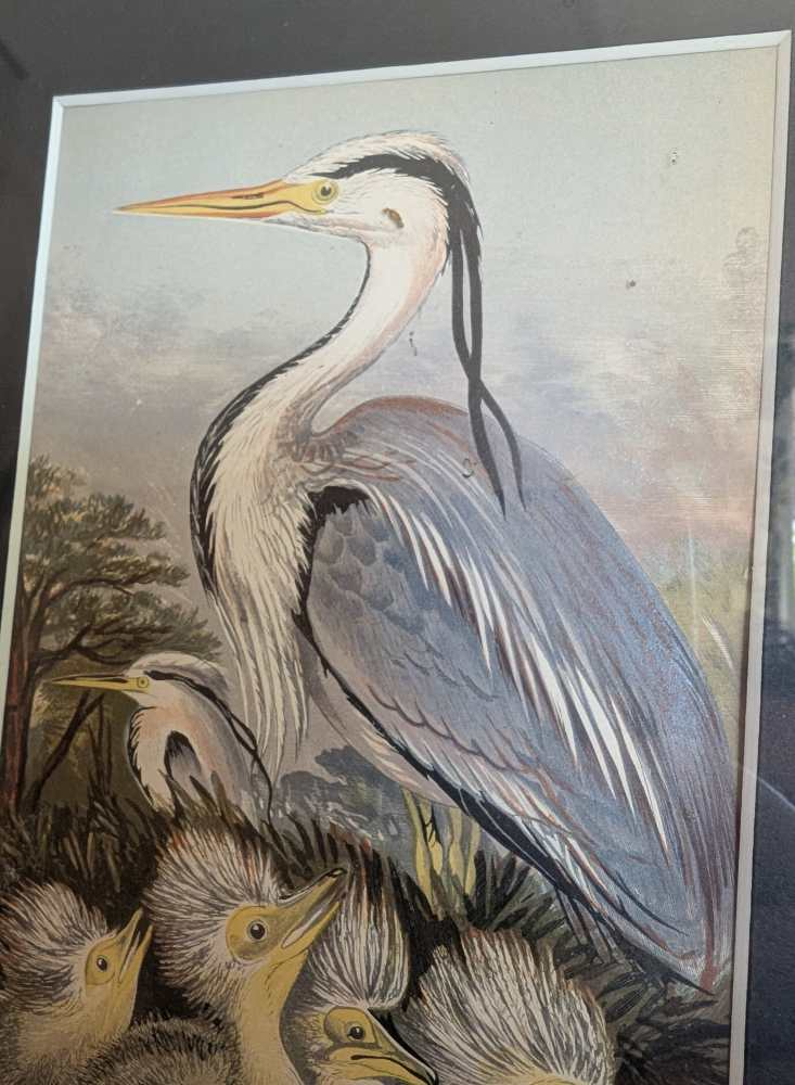 Heron and chicks, 1860s illustration in antique frame - Image 12
