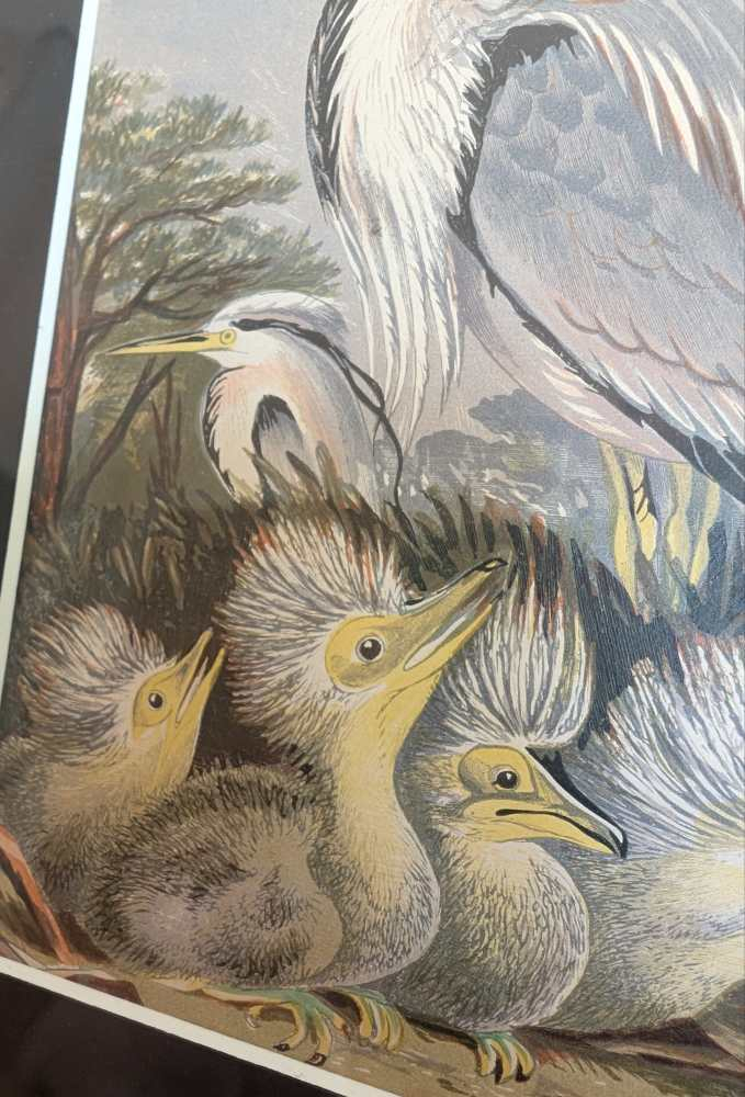 Heron and chicks, 1860s illustration in antique frame - Image 5