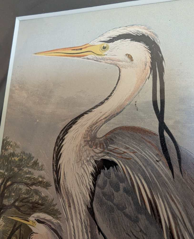 Heron and chicks, 1860s illustration in antique frame - Image 4