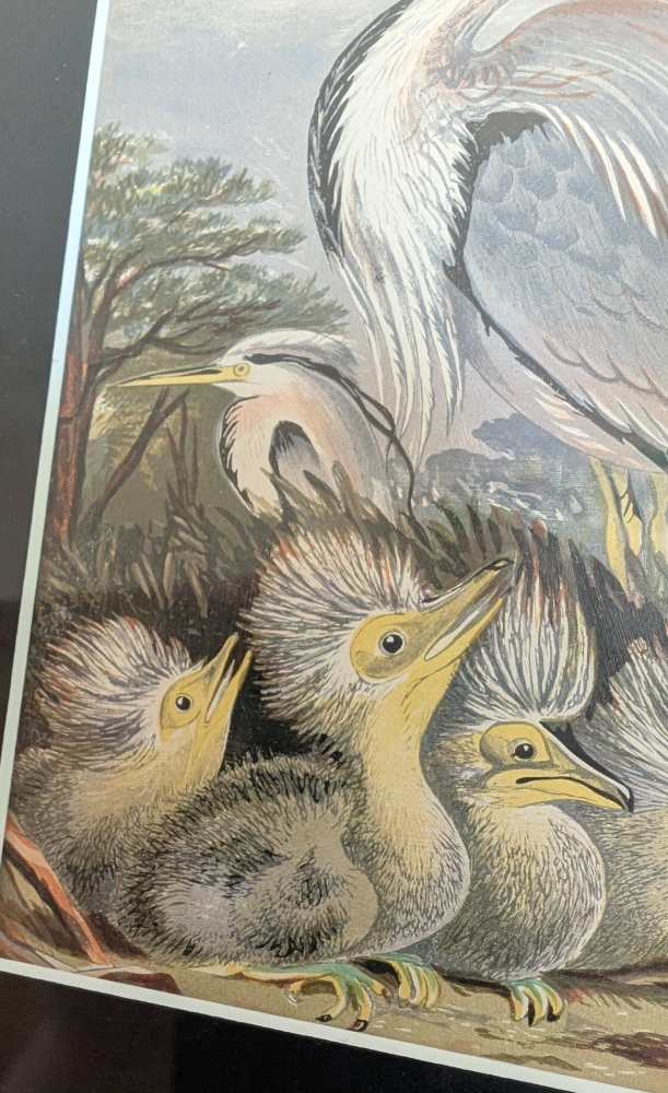 Heron and chicks, 1860s illustration in antique frame - Image 11